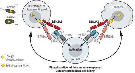 Sensing of tumour cells by engineered gamma-delta T-cell receptors ...