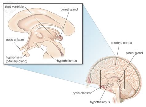 THE DIENCEPHALON