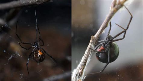 False Black Widow Vs Black Widow