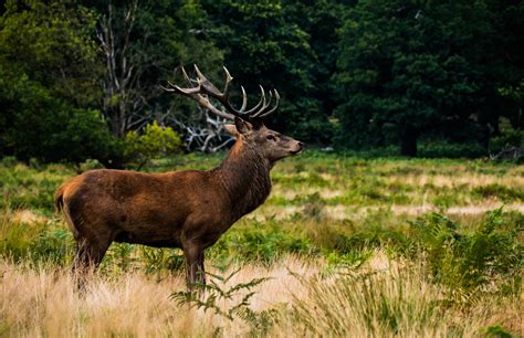 Deer in Forest Royalty-Free Stock Photo