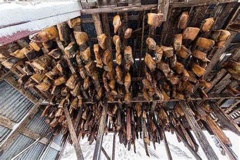 Hákarl: Iceland's Buried, Rotten, Fermented & Dried Delicacy - WorldAtlas.com