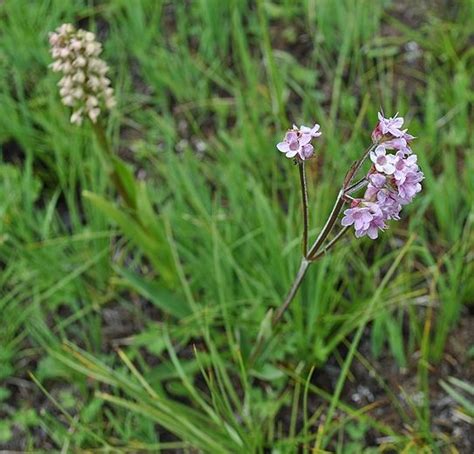 Plants of the Bible: Spikenard (Nardostachys jatamansi ...