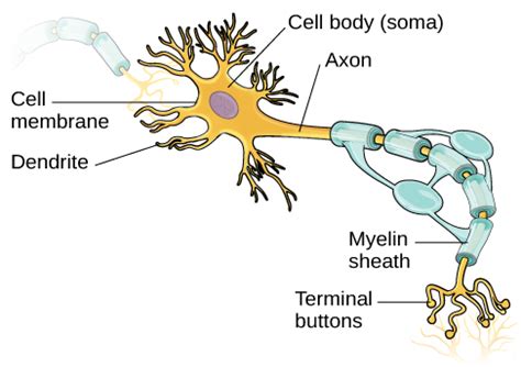 Cells of the Nervous System | Introductory Psychology