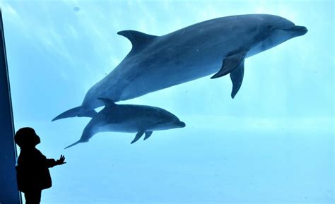 Japan aquariums turn to breeding dolphins instead of taking from wild