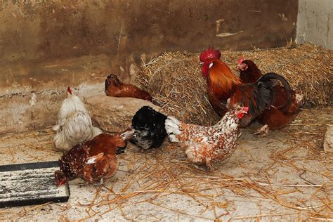 10 Best Egg Laying Chicken Breeds (up to 300 per Year!)