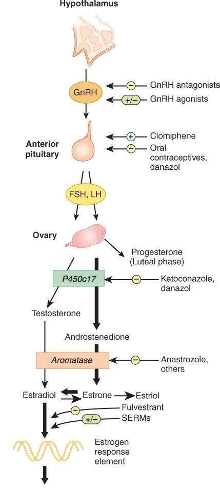 Gonadal Hormones & Inhibitors | Basicmedical Key