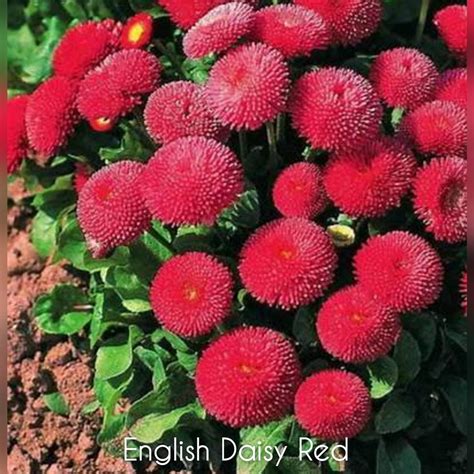 Daisy English Red 200 Seeds - Etsy