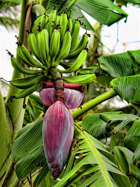 Benefits of Eating Banana Flower