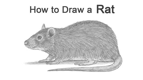 How to Draw a Rat - YouTube