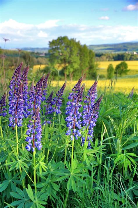 Free photo: Lupine, Flowers, Field, Rapeseed - Free Image on Pixabay - 557251