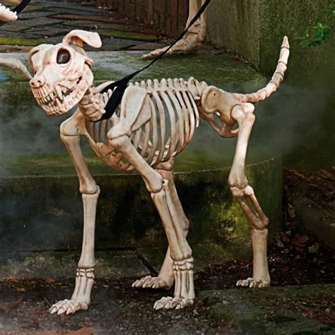 Shadow the Skeleton Dog on Leash | Dog skeleton, Scary halloween ...