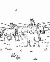 Horse Herd Coloring Page  Free Printable sketch template