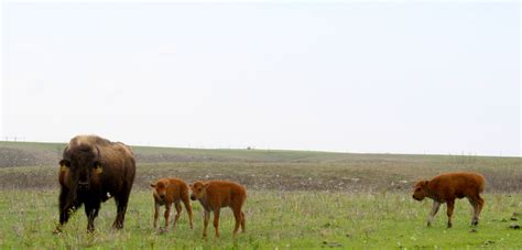 Konza Prairie Biological Station Shares Facts About Bison, the New U.S ...