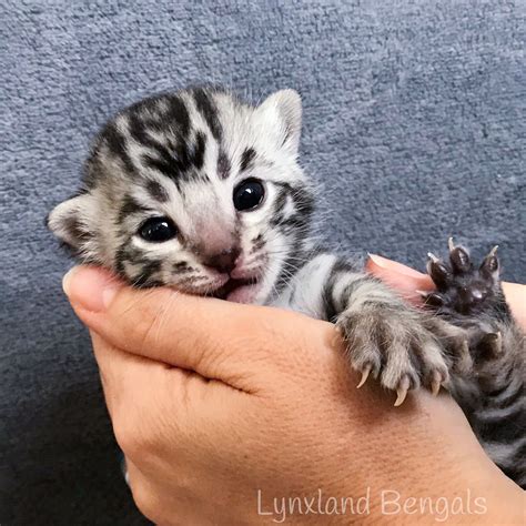 Silver bengal cat kitten | Bengal kitten, Silver bengal cat, Bengal cat