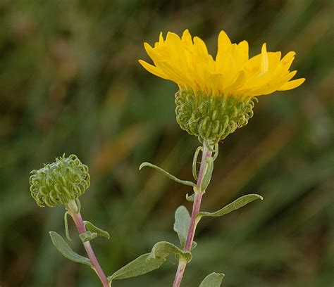 Astragalus gilviflorus