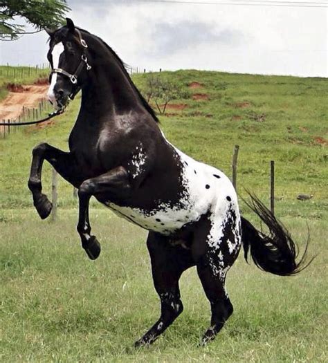 Beautiful black appaloosa horse Andalusian Horse, Appaloosa Horses ...