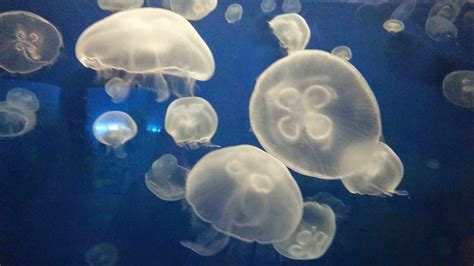 Explore Colorado: Downtown Aquarium Jellyfish