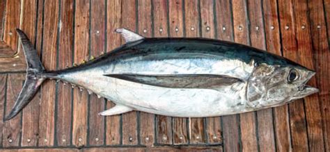 Types of Tuna: The Anglers Guide - Fishmasters.com