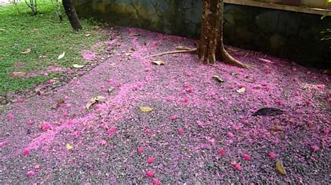 Malay apple tree flowers - Syzygium malaccense - YouTube