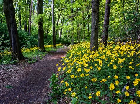 Landscape trees, Forest flowers, Beautiful forest