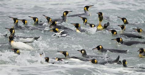 King Penguins Swimming In The Waves Stock Image - Image: 11199403