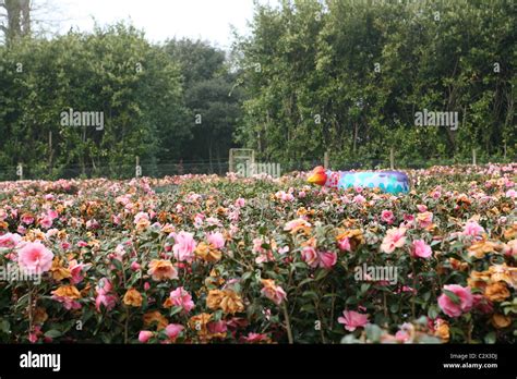 Tregothnan estate manor and gardens home of Lord Falmouth Stock Photo ...