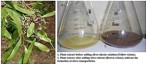 (a) Acacia melanoxylon leaves (b) Colour change of the leaf extract... | Download Scientific Diagram