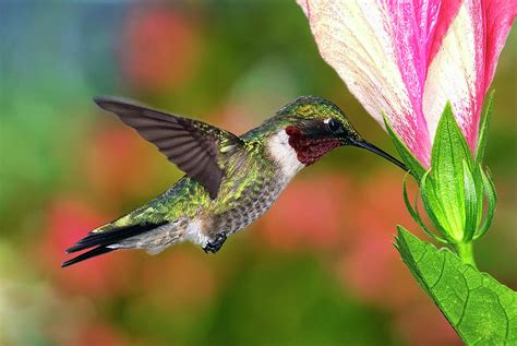 Hummingbird Feeding On Hibiscus Photograph by DansPhotoArt on flickr