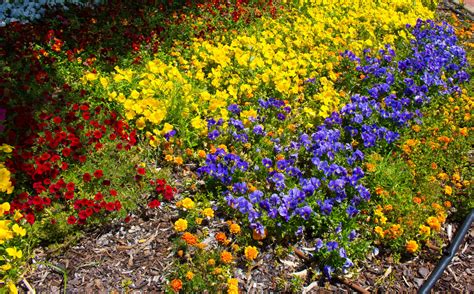 How to Plant a Rainbow Garden (+ 3 Garden Layouts that Work)