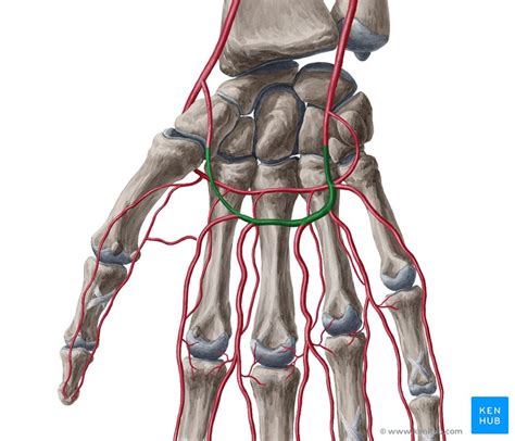 Superficial palmar arch: Origin, branches, function | Kenhub