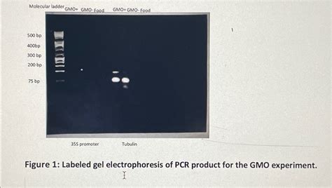 Solved Figure 1: Labeled gel electrophoresis of PCR product | Chegg.com