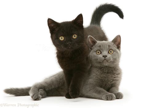 British Shorthair blue and black kittens photo WP27796