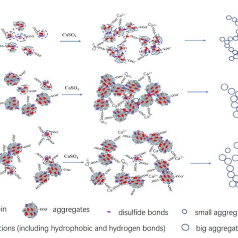 Supposed mechanism for the SPI with different heat treatment and ...