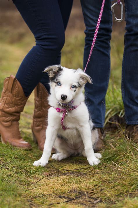 Puppy Love: Opal the Border Collie-Australian Shepherd Mix - Daily Dog Tag