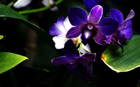 Blue And Purple Orchid Wallpapers - Wallpaper Cave