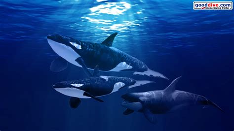 🔥 Download Upe Orca Full HD Pictures Wallpaper by @jakecohen | Free Orca Wallpapers, Orca Whale ...