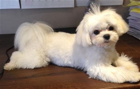 Cute Maltese Hair Cuts and Styles