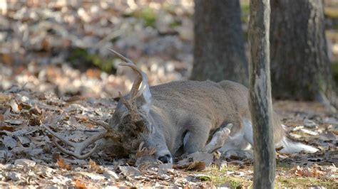 Where Do Deer Sleep? [Full Explanation] - BestHuntingAdvice