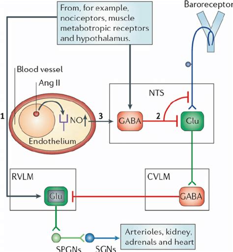 17 Neuronal and humoral control of the baroreflex [53]. Increases in BP... | Download Scientific ...