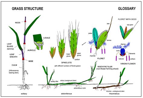 Plant Anatomy Grasses - Ideas of Europedias