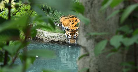 Tiger Drinking Water Wallpapers - Top Free Tiger Drinking Water ...