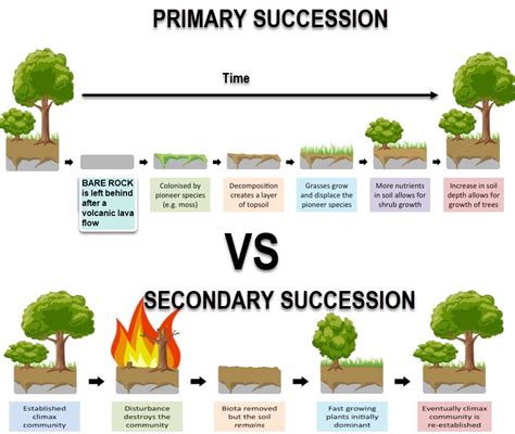 Ecological Succession | Interactive Worksheet by Shahina Rahman | Wizer.me