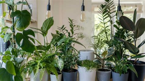 Different Types Of Lights For Indoor Plants And How To Choose Them