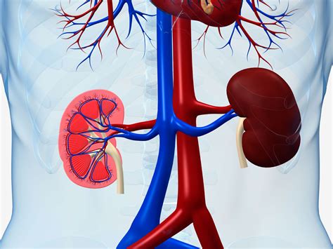 A Better Test for Kidney Function | National Institutes of Health (NIH)