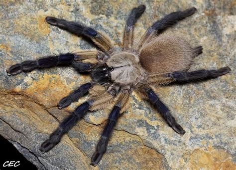 Buy oldworld Old World Tarantulas at Micro Wilderness | Micro Wilderness