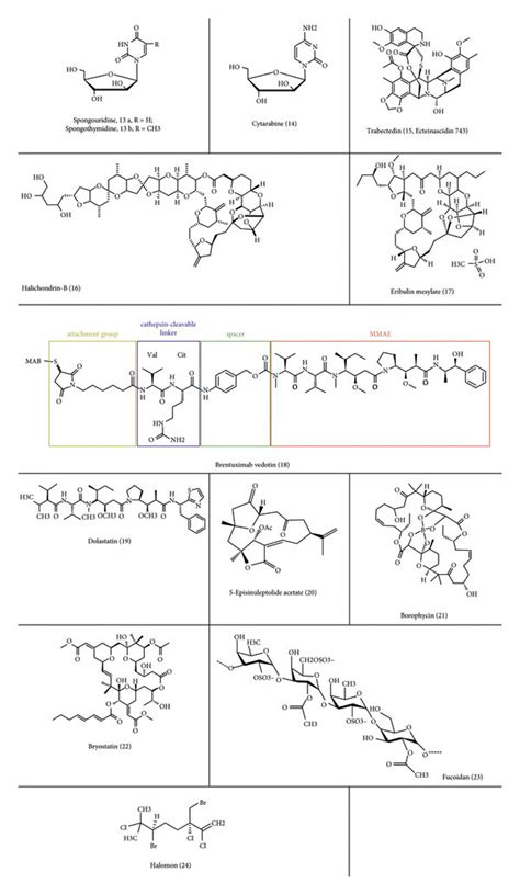 Chemotherapeutic agents obtained from marine resources. | Download Scientific Diagram