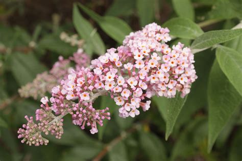 InSpired Pink® - Butterfly bush - Buddleia | Butterfly bush, Light pink flowers, Pink flowers