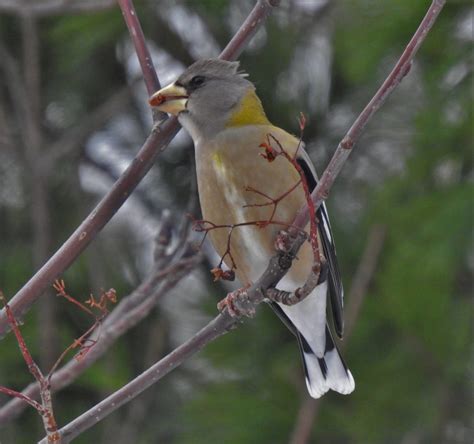 Feeding Female Evening Grosbeak - FeederWatch