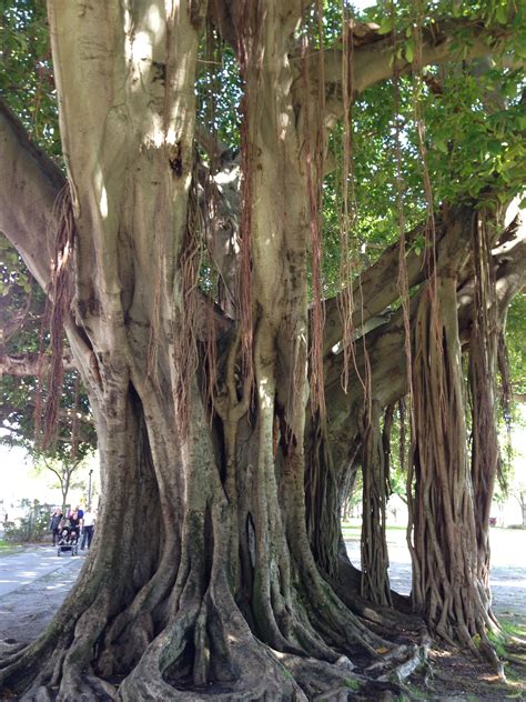 Banyan Tree: Banyan tree tall - Roots reaching from branches high - To ...