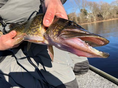 Freshwater: Last Call Pickerel - The Fisherman